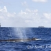 whale_humpback_h_01030_dom3215.jpg